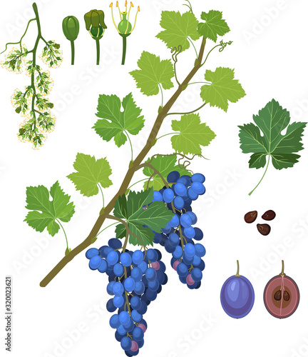 Parts of plant. Morphology of grapevine with green leaves, blue bunch and flowers isolated on white background. Structure of grapevine shoot