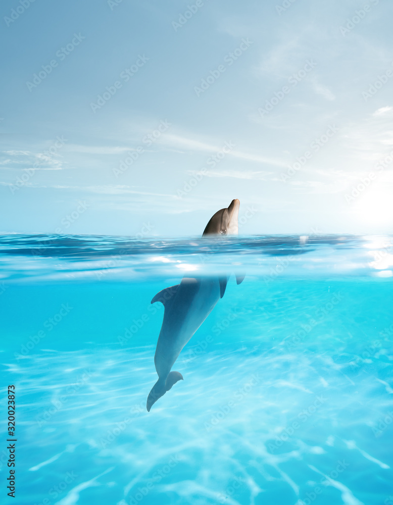 Fototapeta premium view of nice bottle nose dolphin swimming in blue crystal water