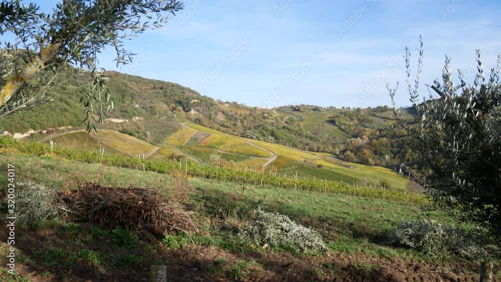 a beautiful vineyard of Greco di Tufo wine, an excellent Italian white wine DOCG, Avellino, Benevento, Campania, Italy, Europe a beautiful vineyard of Greco di Tufo wine, an excellent Italian white wine DOCG, Avellino, Benevento, Campania, Italy, Europe
