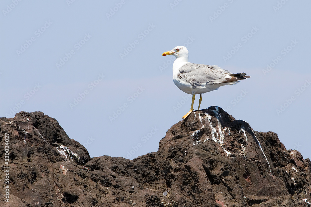European herring gull, Larus argentatus. European herring gull, Larus argentatus.