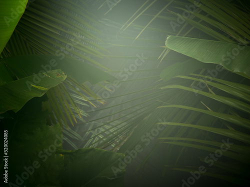 Fototapeta Naklejka Na Ścianę i Meble -  fragment view of nice mist  green tropical jungle