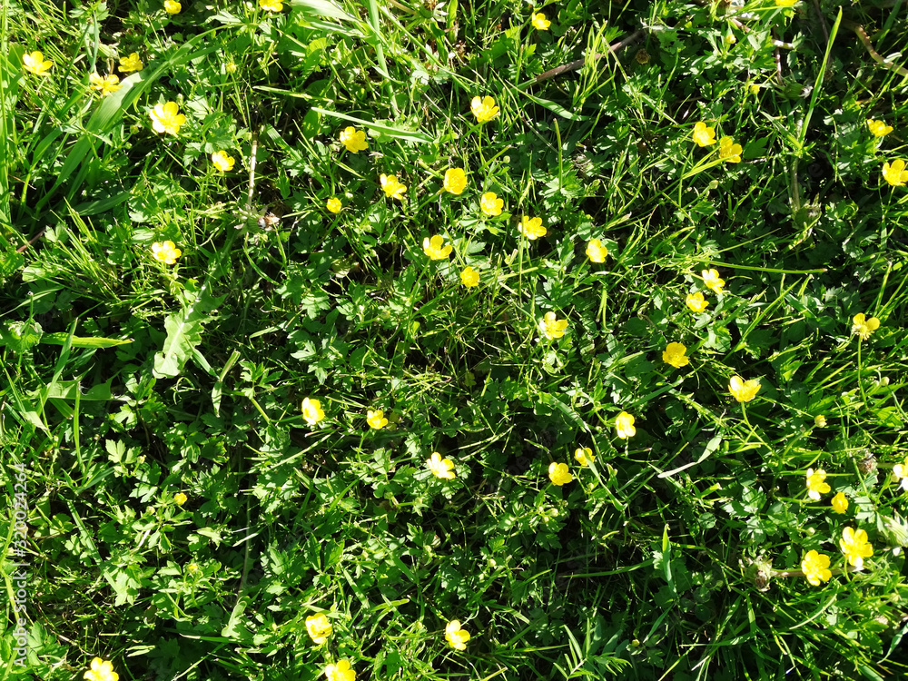 spring background buttercup flowers grass