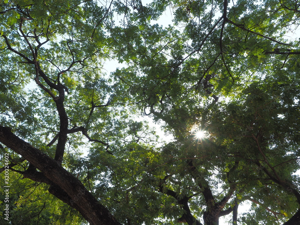 Green leaves shining in the sun on blue sky background. Green leaves shining in the sun on blue sky background.