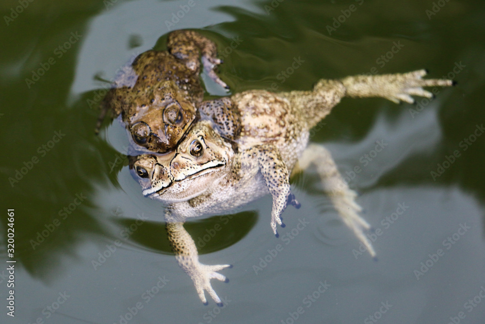  tow frog