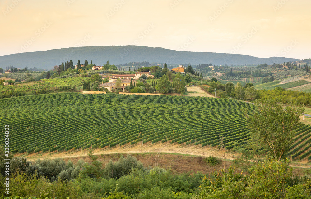 landscape with green vineyards next to San Gimignano, province of Siena, Tuscany, Italy