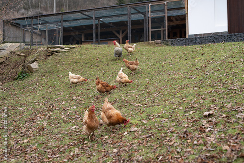 Home grown chicken, garden bio organic farm hen group outside on grass