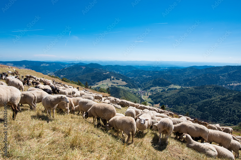 Fototapeta premium Schafherde am Belchen im Schwarzwald / Deutschland