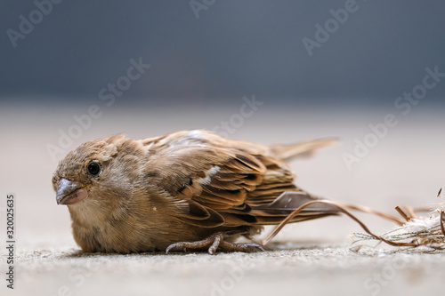 Little sparrow get injured at its leg and lying on the concrete floor