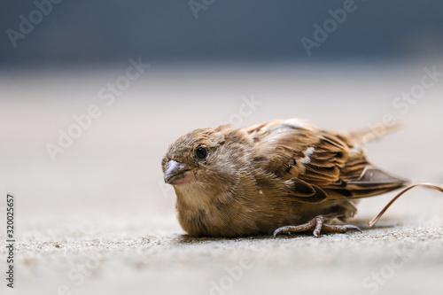 Little sparrow get injured at its leg and lying on the concrete floor