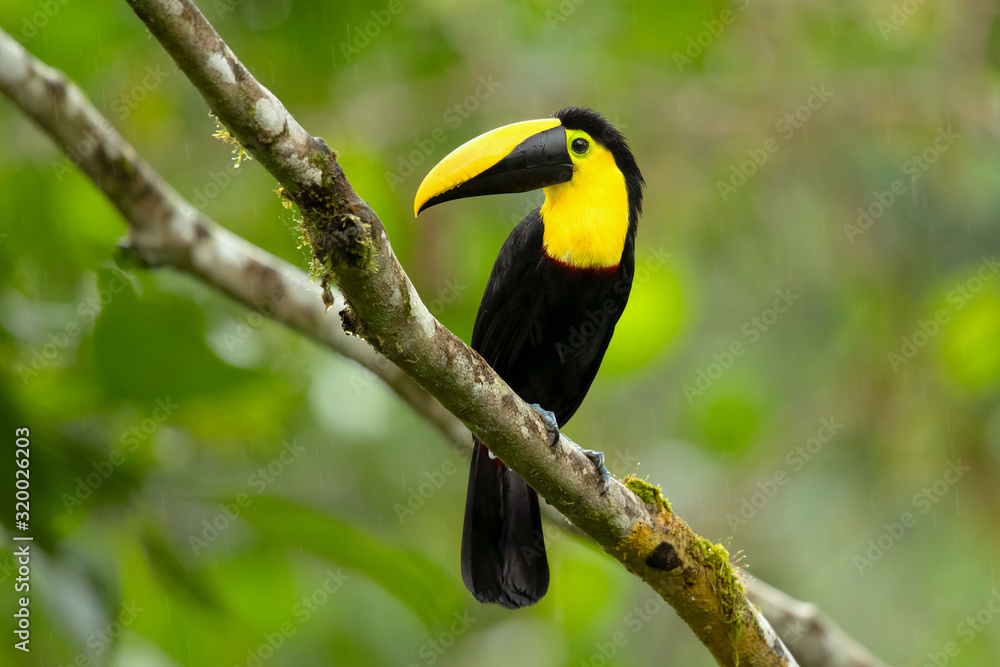Choco toucan (Ramphastos brevis) is a near-passerine bird in the family Ramphastidae found in humid lowland and foothill forests on the Pacific slope of Colombia and Ecuador. Choco toucan (Ramphastos brevis) is a near-passerine bird in the family Ramphastidae found in humid lowland and foothill forests on the Pacific slope of Colombia and Ecuador.