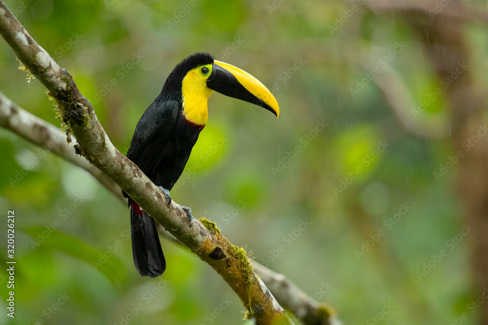 Obraz premium Choco toucan (Ramphastos brevis) is a near-passerine bird in the family Ramphastidae found in humid lowland and foothill forests on the Pacific slope of Colombia and Ecuador.