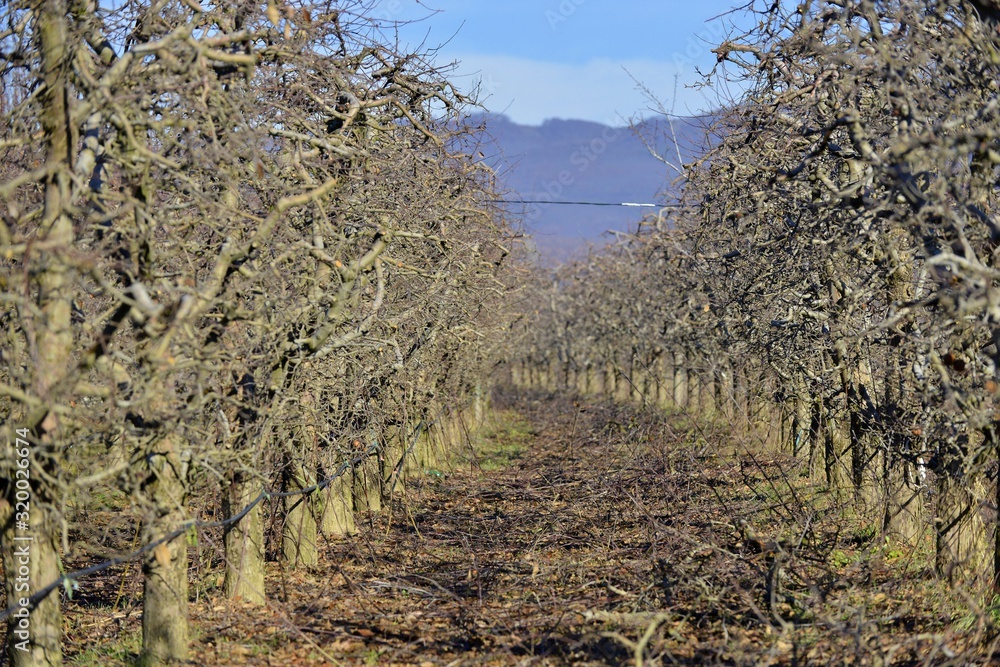 pruned apple orchard trees in winter,shallow dof