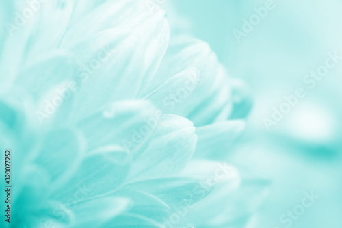 Blurred silhouettes of petals of beautiful white flowers toned in the turquoise color (copy space for your text), soft focus, springtime concept © Kurashova