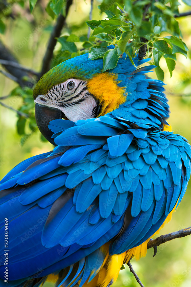 Obraz premium Parrot