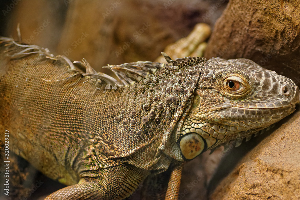 Fototapeta premium Iguana
