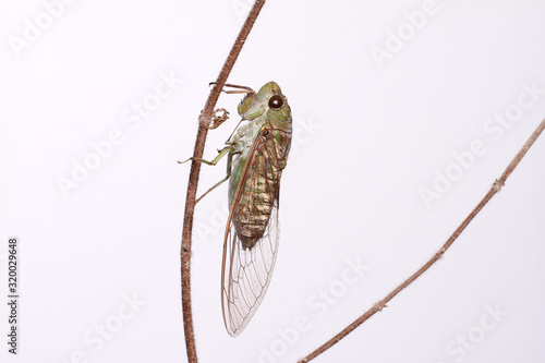 A close-up of a cicada (Tibicen bichamatus).North of Thailand photo