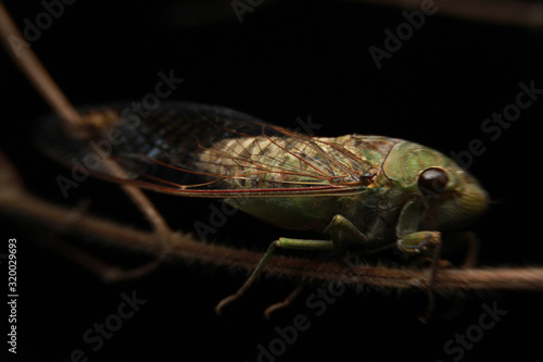 A close-up of a cicada (Tibicen bichamatus).North of Thailand © chaopavit