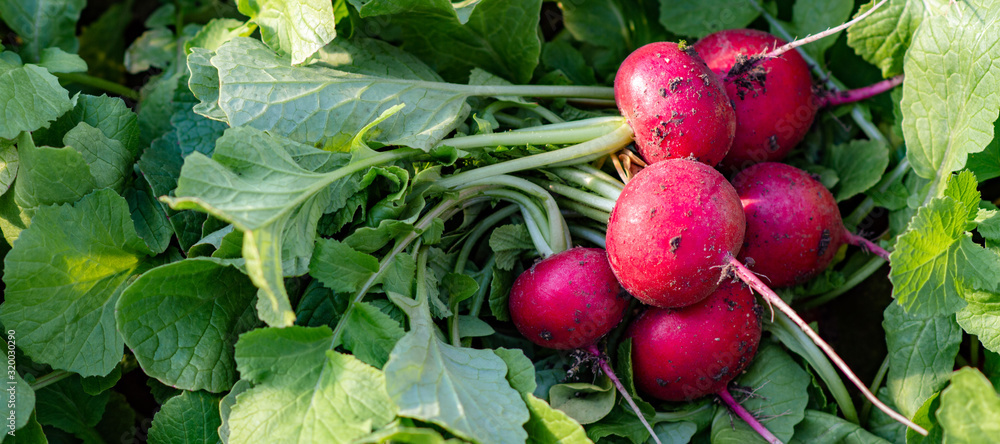 Εκτύπωση καμβά Harvesting red radish from the field. Bunch of red radish