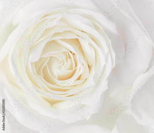 Soft focus  abstract floral background  white rose flower. Macro flowers backdrop for holiday brand design