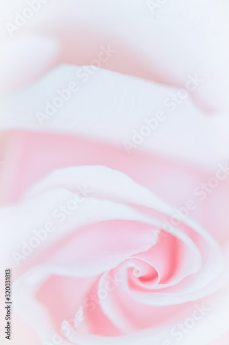 Soft focus, abstract floral background, pink rose flower. Macro flowers backdrop for holiday brand design