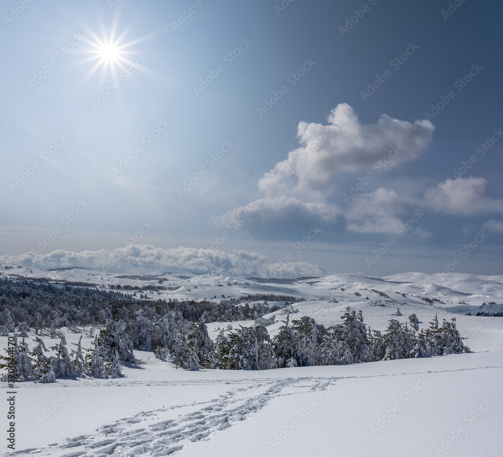 winter wide plain with pine tree forest covered by a snow under a sparkle sun