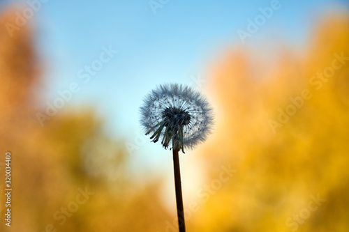 Dandelion Taraxacum flower Close up