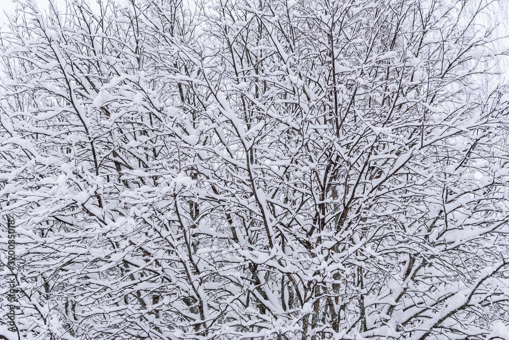 The tree has covered with heavy snow in winter season at Lapland, Finland. The tree has covered with heavy snow in winter season at Lapland, Finland.