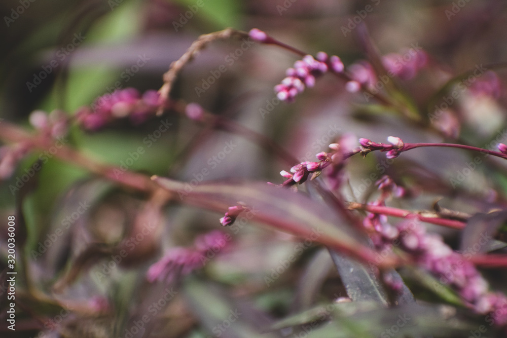 pink flowers in the garden