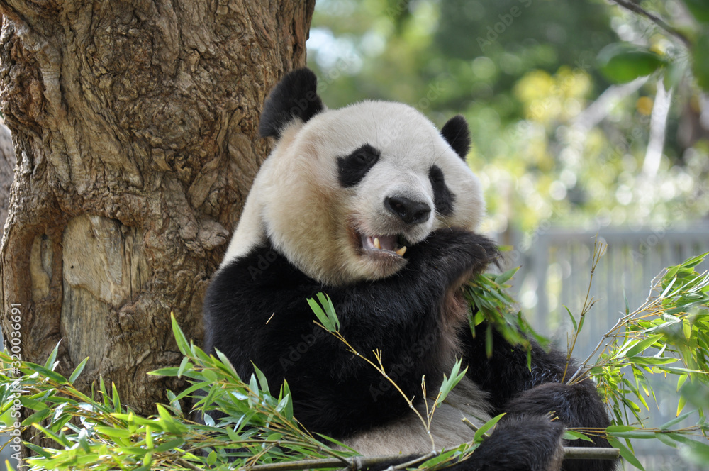 Obraz premium パンダ