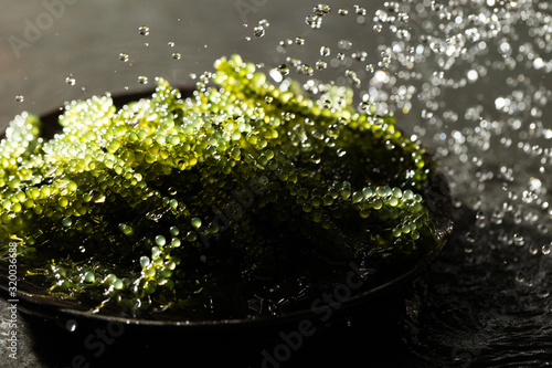 Umibudo, Japanese seaweed know as sea grapes