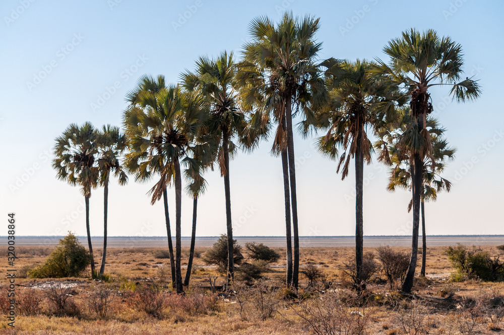 A group of Palm Trees in Etosha national Park, Namibia