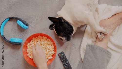 man eating popcorn watching a game on tv near lying french bulldog bachelor with pet at home photo