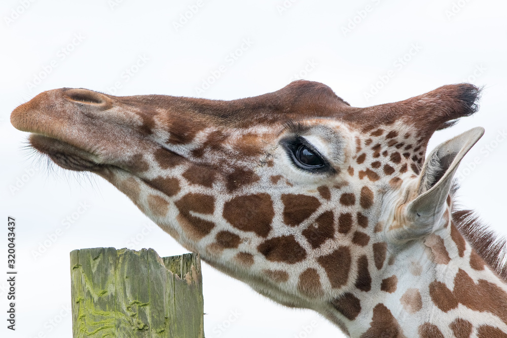 Naklejka premium Animal itch. Giraffe scratching its chin. Close-up profile of head
