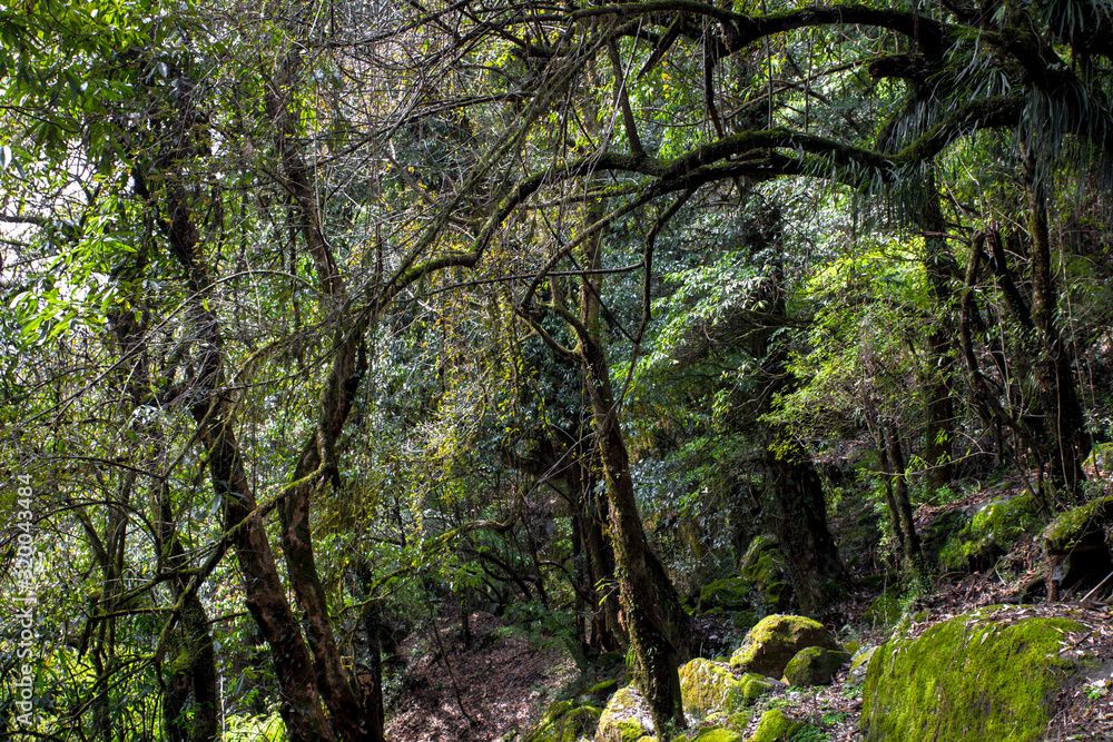 Rainforests of Nepal. Road and vegetation on the way to Everest