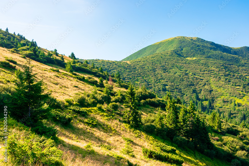 mountain scenery in the morning. coniferous trees on forested hillside with grassy slopes. sunny weather with cloudless sky. chernogora ridge landscape of carpathians in late summer time