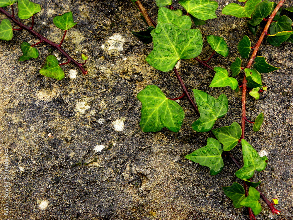 Fototapeta premium green ivy leaves with drops of water