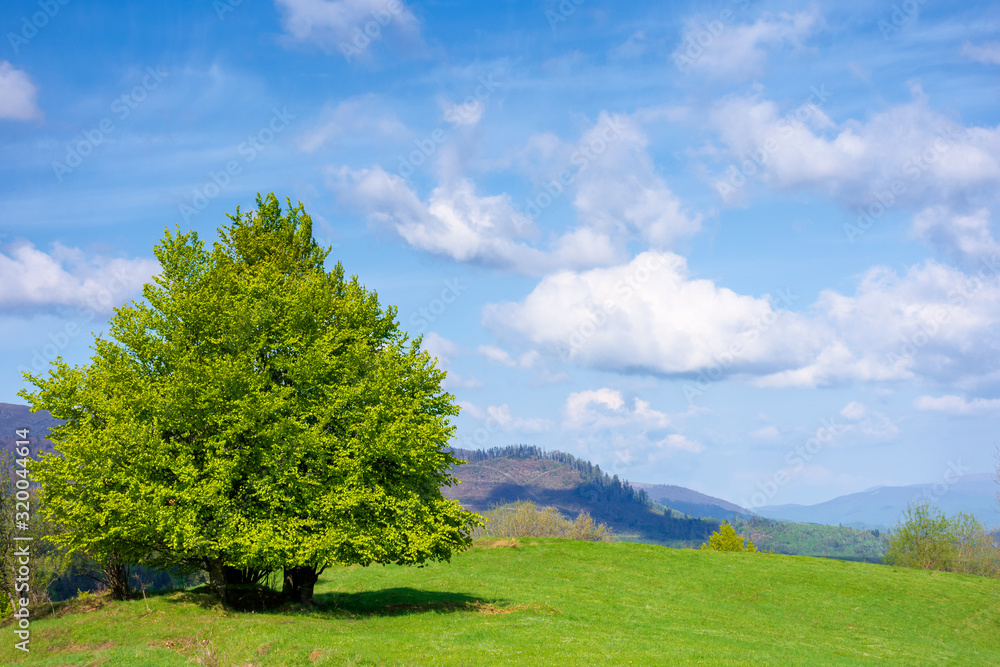 beech tree on the grassy meadow in springtime. wonderful mountainous scenery on a sunny but windy day. gorgeous cloudscape beneath azure sky. ridge in the distance. beauty of carpathian nature