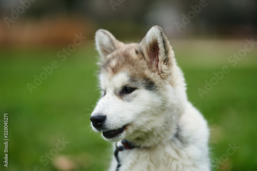 alaskan malamute