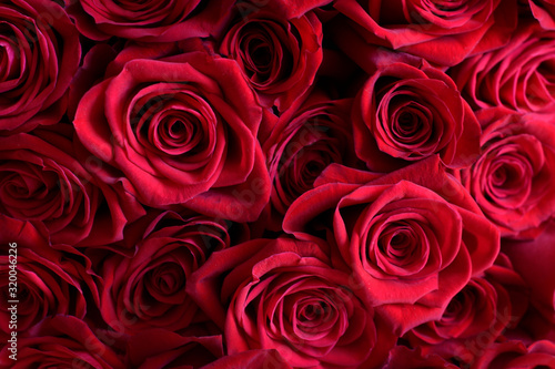 background with beautiful red roses