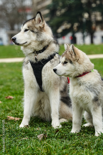 alaskan malamute