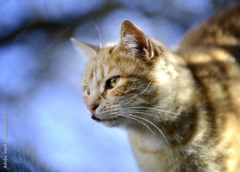image of a domestic brown cat pictured outdoor image of a domestic brown cat pictured outdoor