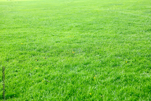 Empty Green Lawn