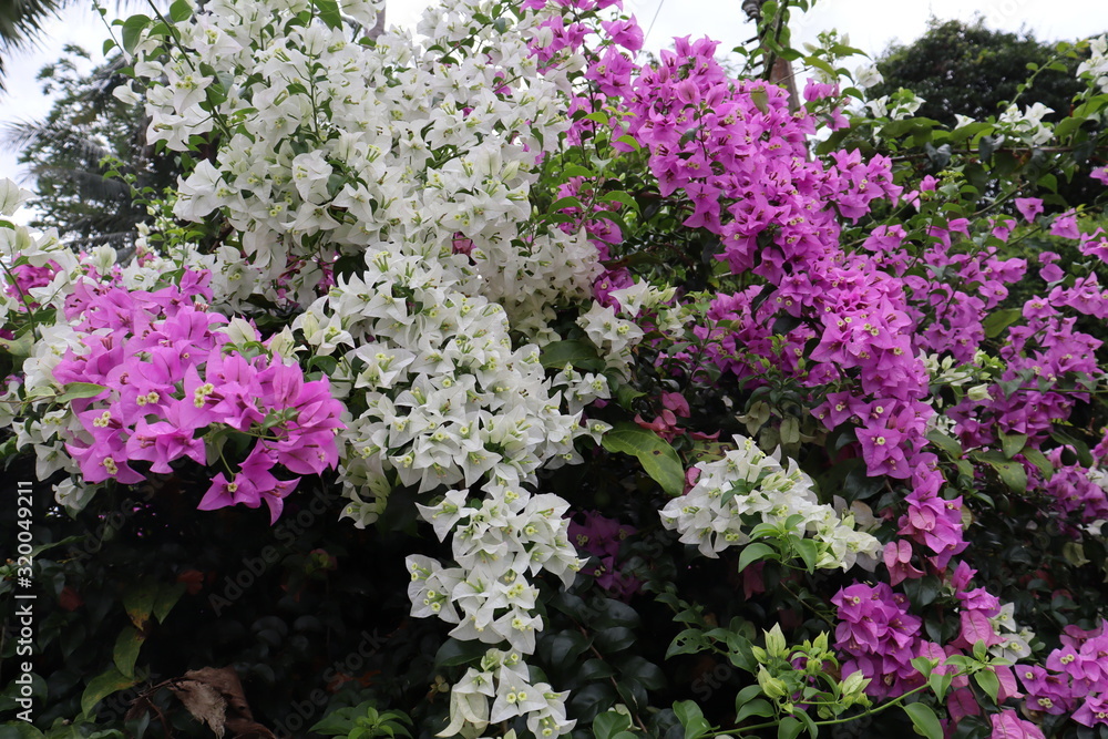 White pink bugainvillea flower are blooming White pink bugainvillea flower are blooming