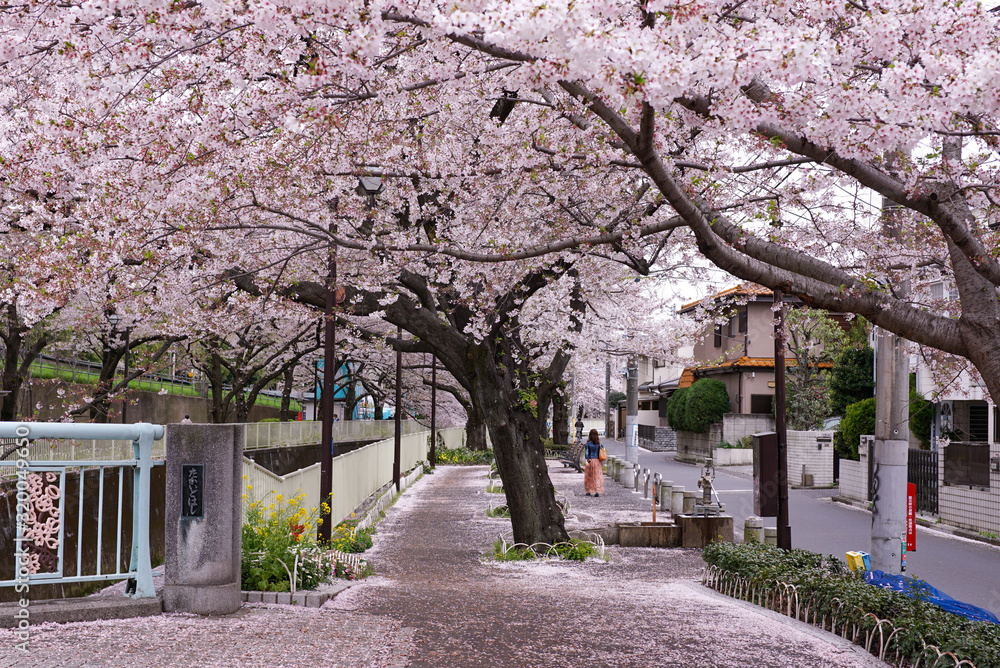 大きな桜の木と花びら　日本の春の風景