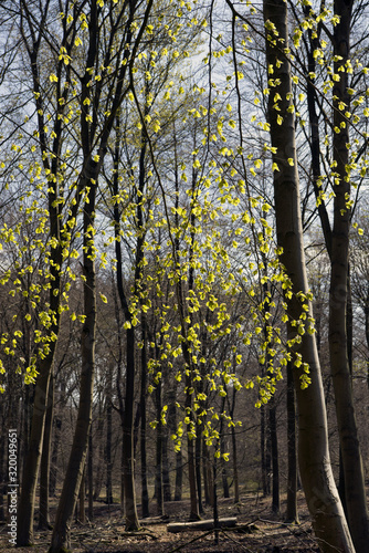Photography spring in the woods north of Copenhagen