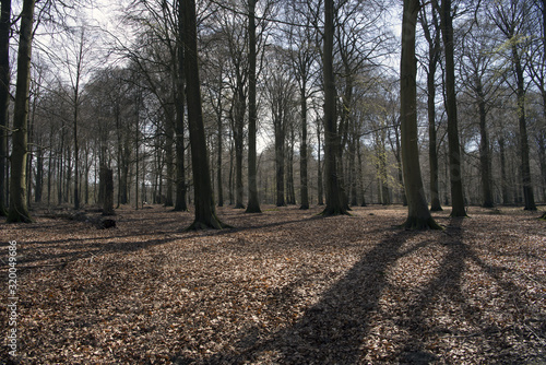 Wall Mural spring in the woods north of Copenhagen