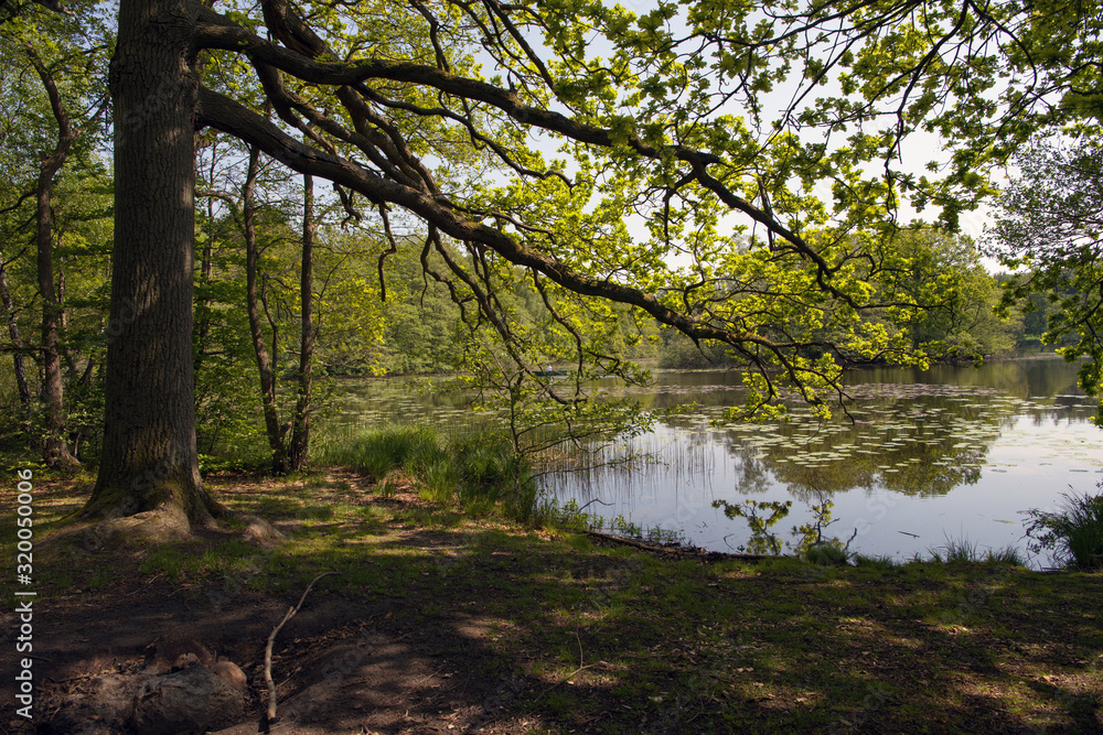 forest lake in North Zealand, Denmark