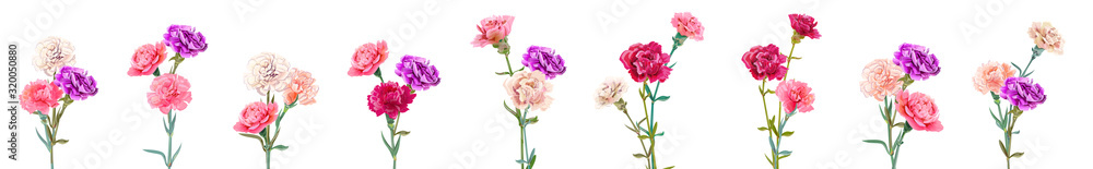 Set bouquets of carnation schabaud. White, pink, red, purple flowers, white background. Digital draw, illustration for Mother's Day, Victory day in watercolor style, panoramic view, vintage, vector Set bouquets of carnation schabaud. White, pink, red, purple flowers, white background. Digital draw, illustration for Mother's Day, Victory day in watercolor style, panoramic view, vintage, vector
