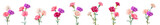 Set bouquets of carnation schabaud. White, pink, red, purple flowers, white background. Digital draw, illustration for Mother's Day, Victory day in watercolor style, panoramic view, vintage, vector