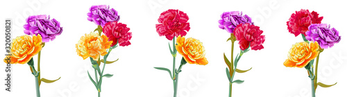 Panoramic view with bright bouquets of carnation schabaud. Purple, yellow, red, orange flowers, white background. Digital draw, illustration for Mother's Day, Victory day in watercolor style, vector